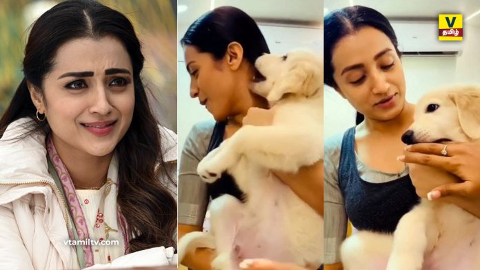 trisha dog