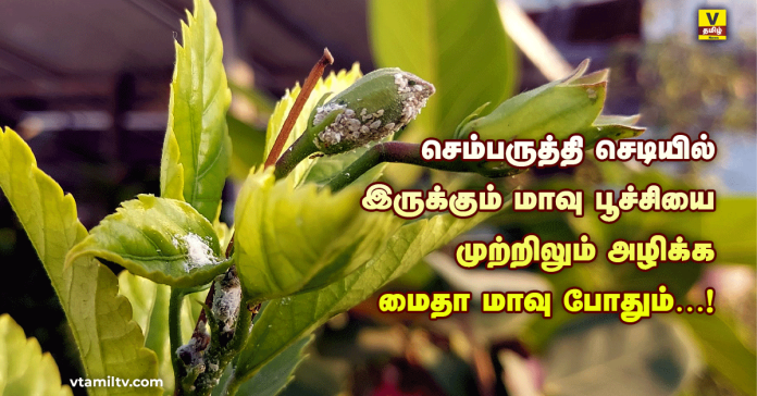 vtamilnews Home Remedy For Mealybugs on Hibiscus